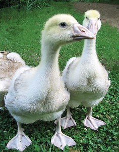 American Buff goose - Alchetron, The Free Social Encyclopedia