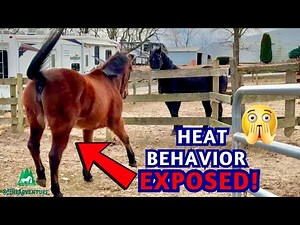 You Won't Believe What My Mare Does When She's In Heat! 31-Year Old Horse In Heat | Horse Behavior