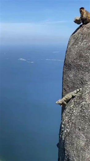 #EmotionalScene #CinematicScene #animaldram #RealisticVideo