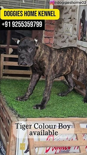 Brindle Cane Corso Male Puppy | Champion Bloodline | Doggies Home Kennel