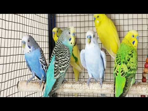 Over 12 Hours of Budgies Playing, Singing and Talking in their Aviary Budgie sounds for sad birds