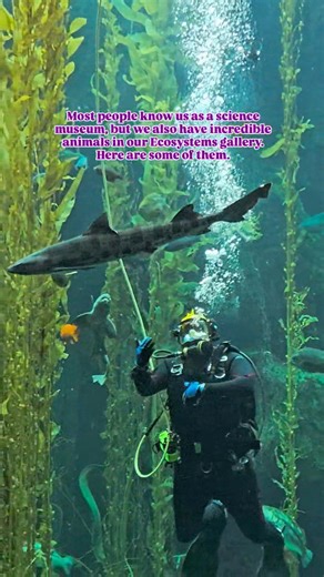 2.4K views · 45 reactions | While the California Science Center is famed for our air and space artifacts, did you know we're also an AZA-accredited zoo and aquarium?  Dive into our Ecosystems gallery to meet fascinating animals like the fennec fox, desert tortoise, leopard sharks, and more! 力麗 Learn about their native environments and be inspired by the wonders of the natural world! | California Science Center | Facebook