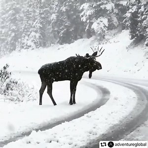 197K views · 3.7K reactions | No matter where you live, winter scenes like this are awesome! | Maine Moose Watching | Facebook