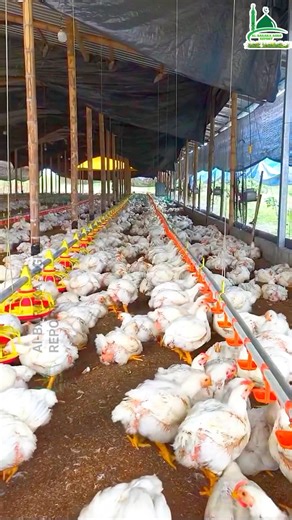 হাজার হাজার বয়লার মুরগি পালন করে লাভ করতে এই পদ্ধতি ব্যবহার করুন।