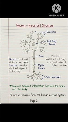 Neuron – Nerve Cell Structure#Neuron #NervousSystem #BiologyNotes #ScienceEducation #BrainCells