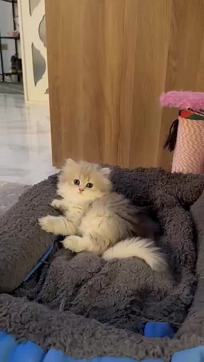 Not just a cat — a golden treasure ✨ AY11 British Longhair royalty. Imagine the luck of calling this beauty yours 😻 #britishlonghair #britishcat #britishshorthair