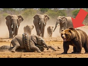[Full Story] Grizzly Bear Fights Giant Python to Save Baby Elephant!
