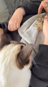 Loving moment 🥰😻 | Crush on Cats