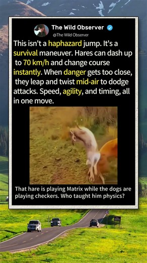 Why This Hare Just Did A 360 Spin! #Nature #Wildlife #Animals