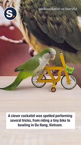Watch this clever cockatiel master a tiny bike and bowling alley! 🚲🎳 | storyful