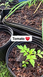 #tomatoes #tomato #garden | Backyard Gardenz
