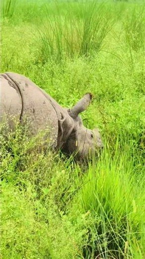 🦏 Nepal’s One-Horned Rhino | Amazing Wildlife of Chitwan National Park 🇳🇵 #Shorts