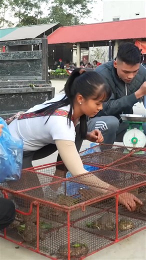 Unbelievable Frog Harvest! Thousands Raised in Tanks — Loaded on a 3-Wheeled Vehicle to Go to Market