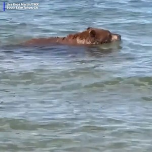 216K views · 2.6K reactions | A bear surprised beachgoers as it took a stroll through a crowded area at Lake Tahoe before taking a swim! | WCAX-TV | Facebook