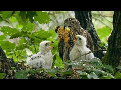 Honey Buzzard: 135 Days From Egg to Survivor | Surviving Venom & Swarms