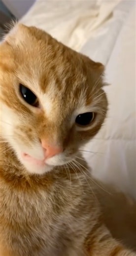 a nebo co? #sranda #komedie #zábava #zvířata #czsk #vtip #vtipnávidea