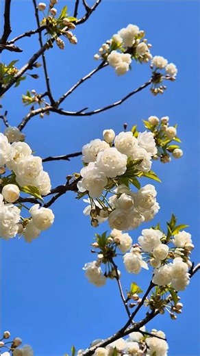 Double white cherry blossoms #cherryblossomseason #naturelovers