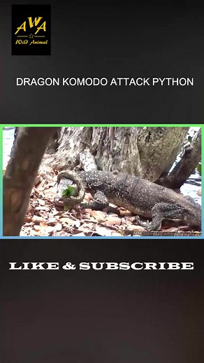 TikTokでCali Phamさんをチェック！