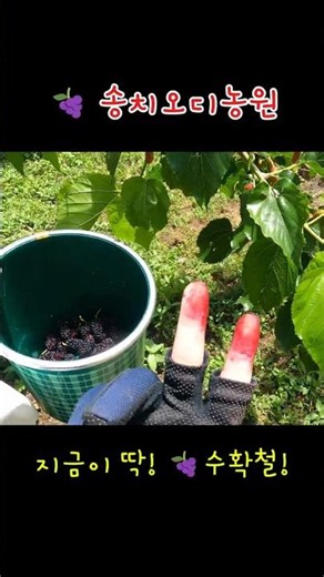 🍇 지금이 딱 오디 수확철! 직접 따서 먹어봤습니다. #오디 #오디수확 #송치오디농원 #뽕밭 #제철과일 #오디효능 #건강음식 #숏폼 #shorts #유튜브쇼츠 #순천 #건강 #생과