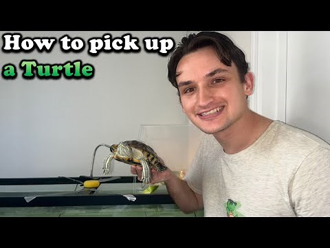 How To Pick Up a Turtle