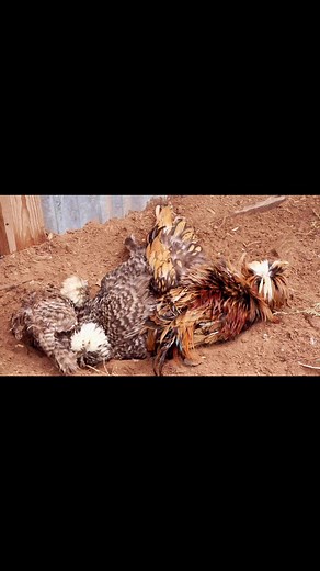My oldest polish roo, Mr Frizzle. He is enjoying the warmer weather and dust bathing with his ladies! #polishchicken #rooster #frizzle #backyardchickens #dustbath #cute #farm #homestead #featheredfriends #pets #chickenlovers | Kara’s chicken coop