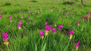 Download Siam tulip field. time lapse. for free