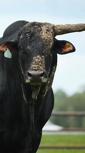 103 reactions |  The future of ProRodeo takes center stage at the...