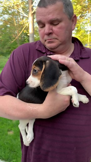 Heartwarming Surprise: Dad Reunited with Baby Beagle Puppy After Tough Years