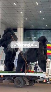 New features at Entebbe airport #reelsfbシ #reelsvideoシ #tour #beauty #tourist #Uganda #reelsfypシ #reelsviralシ | Ssentongo Frank