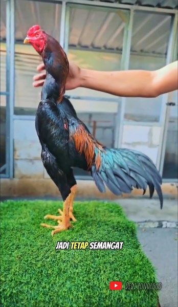 TIPS FOR SUCCESSFUL BANGKOK CHICKEN FARMING FOR BEGINNERS: YOU MUST STAY ENTHUSIASTIC #shorts #ch...