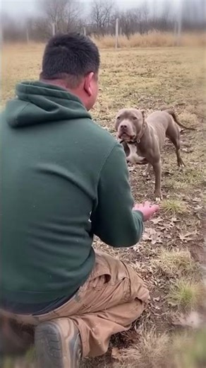 Pitbull Thought He Would Never See His Puppyhood Friend Again 💖