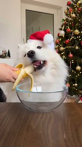 🎄🐾 Holiday Cheer, Just for Your Pup! 🐾🎄 Treat your dog to a little Christmas joy with homemade, dog-friendly cookies! Made with simple ingredients like oats, pumpkin, and eggs, these festive treats are not just delicious—they come with great benefits, too! ✨🎅 #christmas #dog #dogsaroundtheworld #christmasfordogs #christmasideas #cookies #cookforyourdog #petlovers #dog #animals #christmastime #healthylifestyle #healthydog #santacap #santaanddog #whitedog #purrfectlyadorablearmy | Purrfectly 