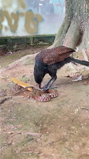 Birds vs. Snakes #animals #NationalInstituteofBiologicalResources #birds #snake