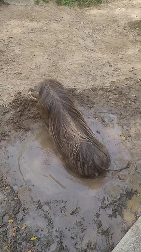 Wallowing in the mud is a common behavior for warthogs. In their natural habitat, warthogs will use mud to repel bugs, protect their skin from sun, cool themselves off and act as a form of camouflage. Our warthogs can be found in the Africa zone. #zoosoftiktok #zoo #warthog #louisvillezoo