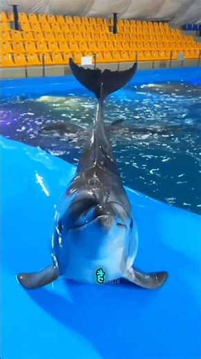 Do Dolphins Have Names? 😱