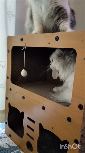 わたしも入りたいよー！#チンチラシルバー#アメリカンカール #猫のいる暮らし #猫動画 #好きな子猫 #猫好きさんと繋がりたい