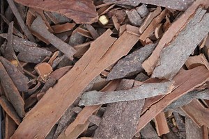 ¿Qué cáncer se beneficiaría al incluir el Hongo Maitake en su dieta?