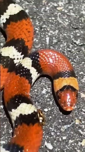 "Nature’s Colorful Beauty — The Scarlet Kingsnake!"