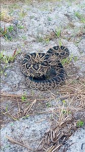 The unmistakable sound of an Eastern Diamondback rattlesnake will stop you in your tracks every time