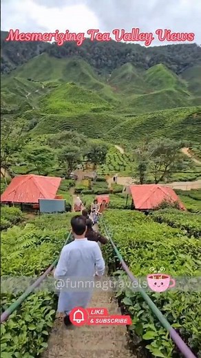 Mesmerizing Tea Valley Views – Top Tourist Spot in Cameron Highlands!