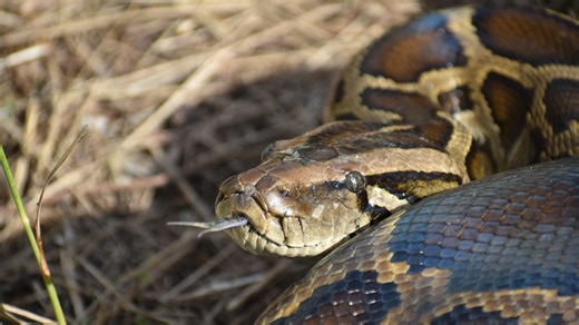 Are pythons more active in Florida during spring, summer months?