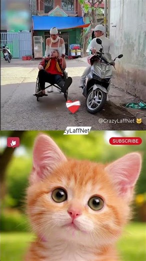 Wait for the Surprise Ending!🐱​#distractedcat #usashorts ​#Huh cat