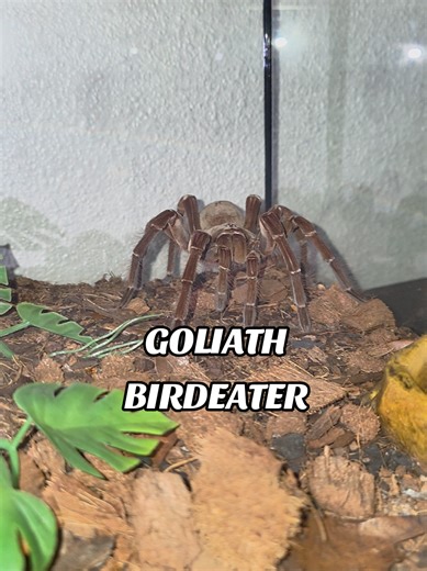Meet Sugalite, the Goliath Birdeater