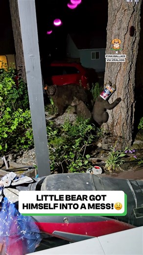 Wait for the little cub 😂 | Fluffy Animals