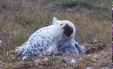 Yummy! meal time for Snowy Owl chicks! Snowy Owls eat A LOT of brown and collared lemmings. They also eat voles and other rodents, and often birds (shorebird chicks), sometimes rabbits and other small mammals. (More info on ORI's website: https://www.owlresearchinstitute.org/snowy-owl) At ORI's study site in Alaska, we find mostly brown lemmings cached at the nest during each nest check. Watch this Snowy Owl nest live online: https://explore.org/livecams/owl-research-institute/arctic-snowy-owl-n