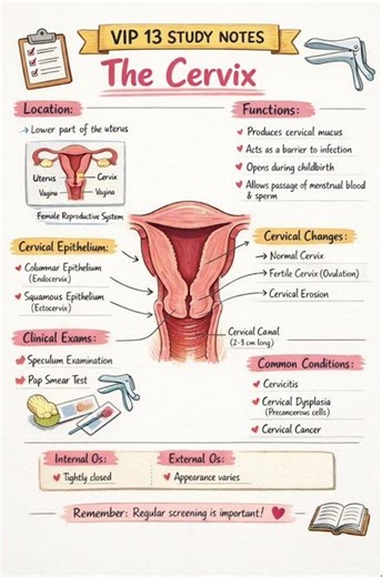 Cervix Anatomy Made Simple 🧠 | Female Reproductive System | Medical Study Notes #gynocology #shorts