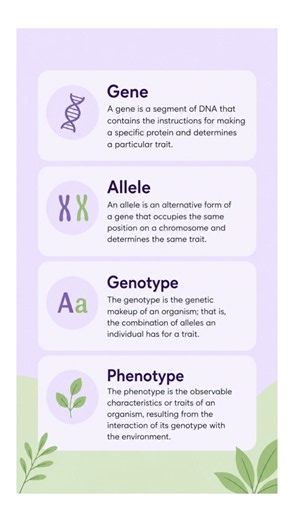 Genes carry traits, alleles are gene forms, genotype phenotype#Biology#science