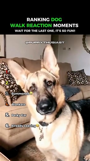 Dogs Go Crazy For Walks… 😂😂