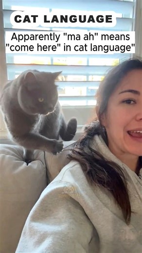 Say 'Ma-ah' to your cat🙀and you'll be surprised!🙀😂Cat Language #funnyvideos #cat #fyp #funnycat
