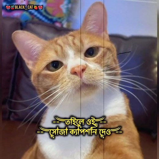 #oc #fadinhas #flipaclip #lyrics #flipaclip #ঈদ